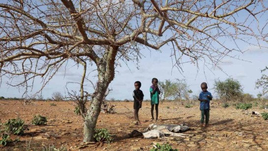 Barn på Afrikas horn riskerar svår hunger. Djuren dör, människor tvingas fly.