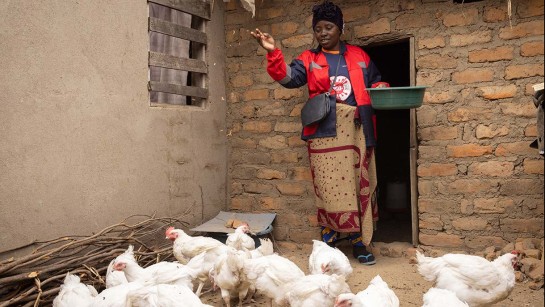 En flyktingkvinna i Zimbabwe matar hönsen med larver från svarta soldatflugor i en insektsodling..